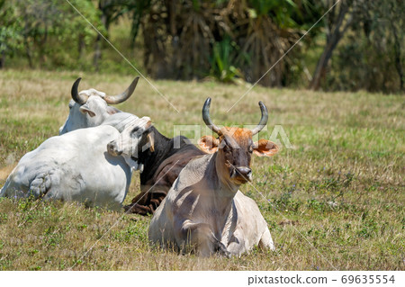 Cattle Resting In The Sun 69635554