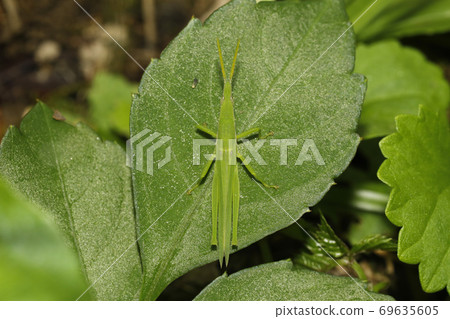 Atractomorpha lata Atractomorpha lata 69635605
