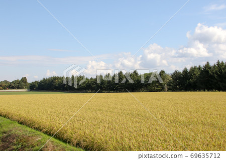 水稻，稻田，田野，性質，北海道，植物，戶外，水稻，土地，耕種，耕地，農業，農民，作物 69635712
