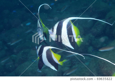 Murehatatate dai 69635822