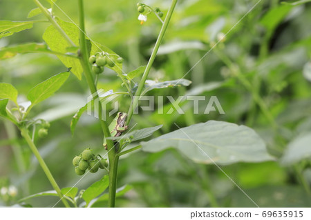 tree frog tree frog 69635915