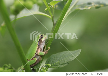 tree frog 69635916