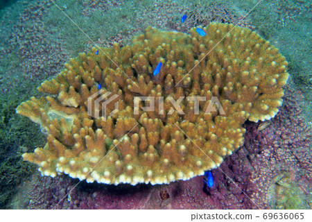 Entaku Midoriishi 69636065