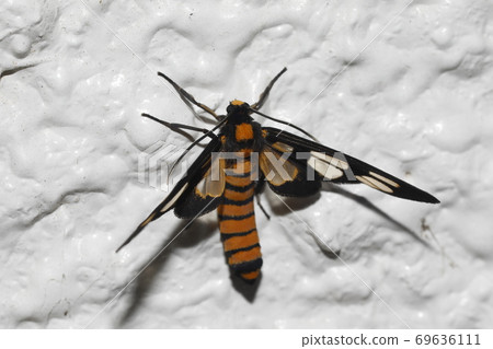 Kihada Kanoko 69636111