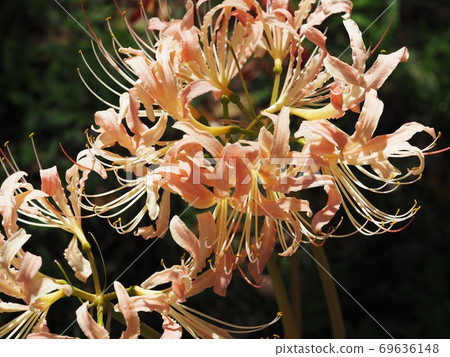 Pale pink cluster amaryllis Pale pink cluster amaryllis 69636148
