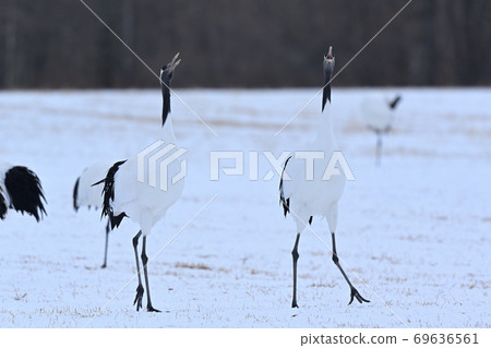 舌蝴蝶 舌蝴蝶 69636561