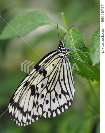 Ogomadara Ogomadara 69636737