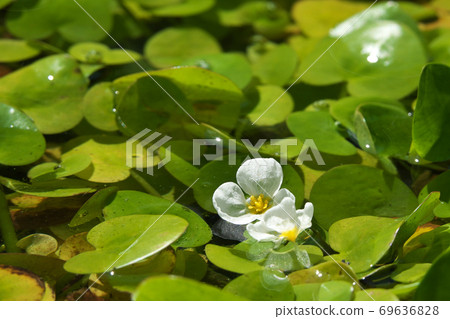 上神社，九月開花的水生植物，九月 69636828