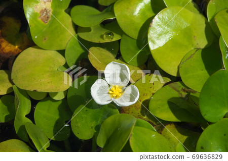 上神社，九月開花的水生植物，九月 69636829