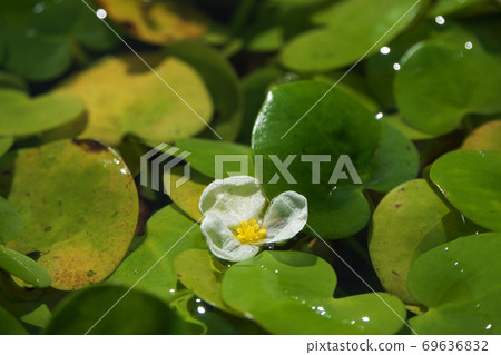 魚花在陽光下沐浴在水面上 照片素材 圖片 圖庫