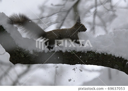 Snow and Ezoris Snow and Ezoris 69637053