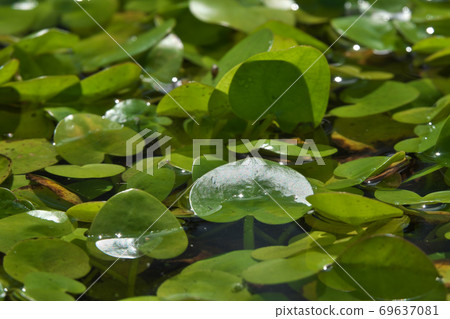 水生植物To上葉心形可愛 69637081