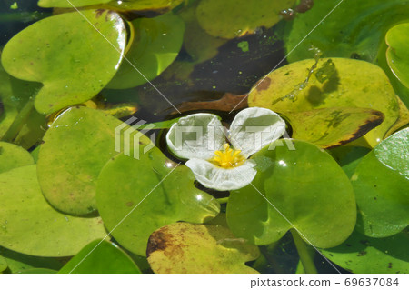 Hydrocharis dubia flowers blooming in the sunlight on the surface of the water in September 69637084