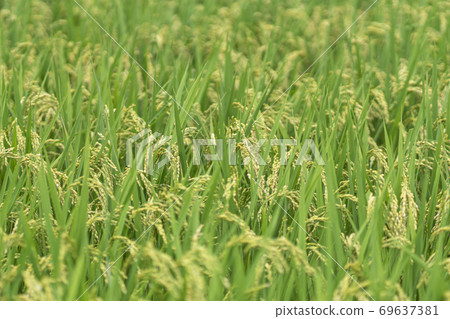 Early rain that started fruit Early rain that started fruit 69637381