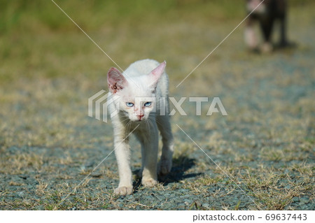 Abandoned kittens try hard to complain about something and walk up 69637443