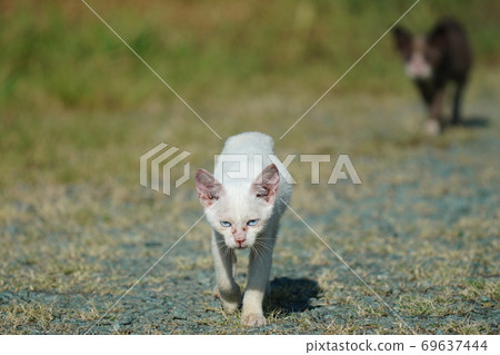Abandoned kittens try hard to complain about something and walk up Abandoned kittens try hard to complain about something and walk up 69637444