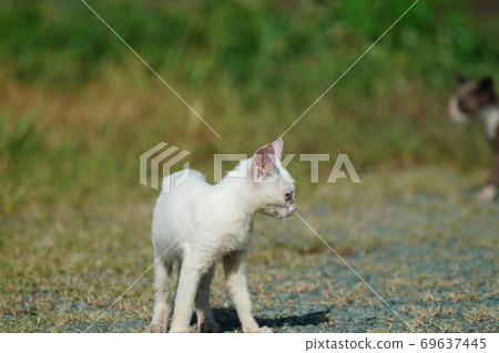 Abandoned kittens try hard to complain about something and walk up 69637445