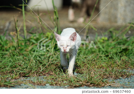 Abandoned kittens try hard to complain about something and walk up 69637460