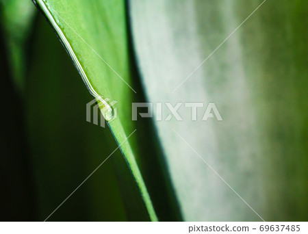 drop of dew on a green leaf of a plant macro close up drop of dew on a green leaf of a plant macro close up 69637485