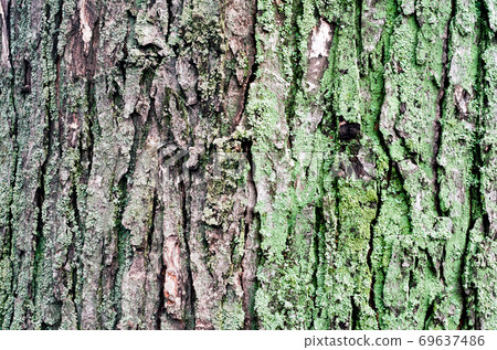 wooden background maple tree trunk with green moss 69637486