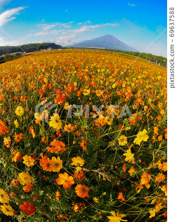  黃波斯菊 69637588