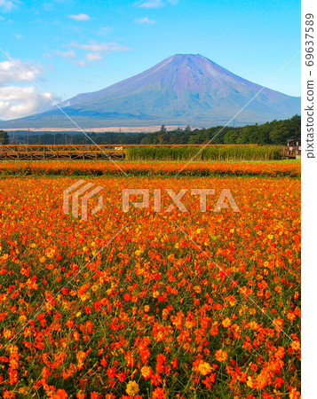  黃波斯菊 69637589