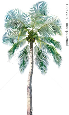 Tropical Palm Tree Tropical Palm Tree 69637884