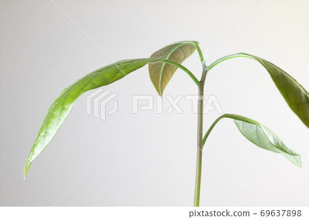 Avocado leaf up [white background] 69637898
