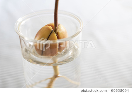 Up of hydroponic avocado seeds 69638094