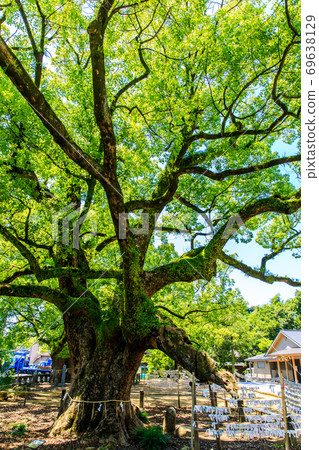 新鮮的綠色Is早神社楠組[長崎縣s早市] 69638129