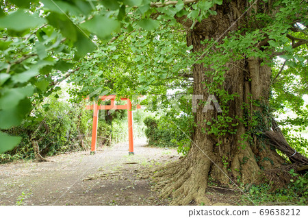 Giant Ginkgo Tree Natural Monument Yurihonjo City Giant Ginkgo Tree Natural Monument Yurihonjo City 69638212