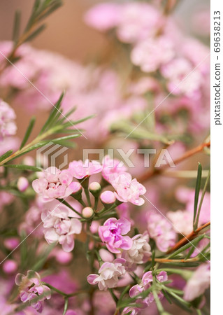 Pink chamelaucium close up. Wax flower on gray background, copy space. The work of the florist at a flower shop. Fresh cut flower. Pink chamelaucium close up. Wax flower on gray background, copy space. The work of the florist at a flower shop. Fresh cut flower. 69638213
