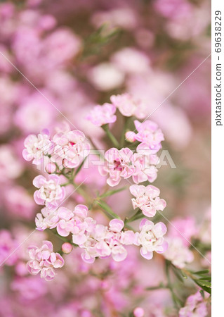 Pink chamelaucium close up. Wax flower on gray background, copy space. The work of the florist at a flower shop. Fresh cut flower. Pink chamelaucium close up. Wax flower on gray background, copy space. The work of the florist at a flower shop. Fresh cut flower. 69638229