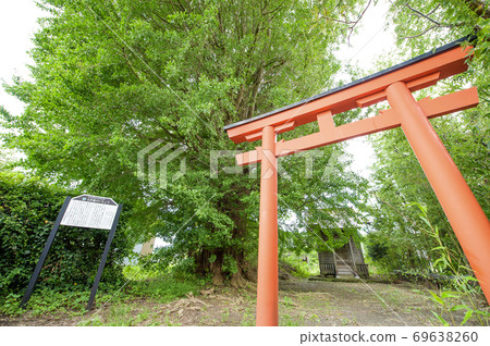 Giant Ginkgo Tree Natural Monument Yurihonjo City Giant Ginkgo Tree Natural Monument Yurihonjo City 69638260
