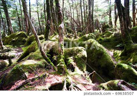白馬池塘附近的八岳苔林 白馬池塘附近的八岳苔林 69638507