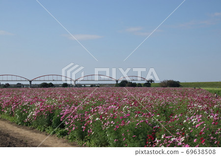 Fukiage Cosmos Field Fukiage Cosmos Field 69638508