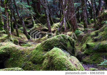 白馬池塘附近的八岳苔林 白馬池塘附近的八岳苔林 69638509