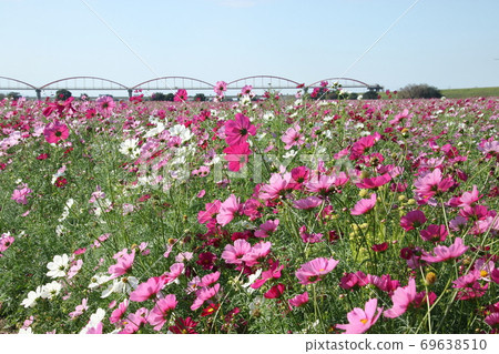 Fukiage Cosmos Field Fukiage Cosmos Field 69638510