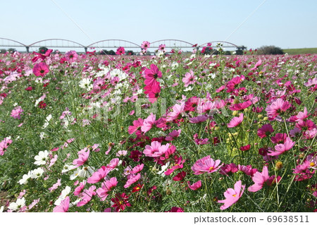 Fukiage Cosmos Field Fukiage Cosmos Field 69638511