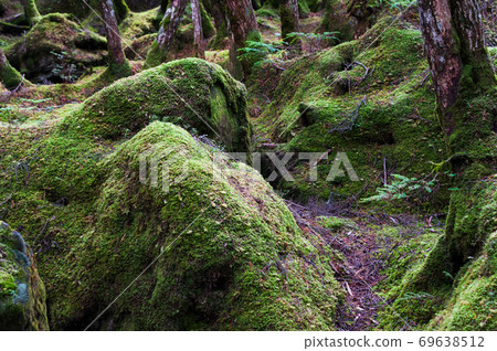 白馬池塘附近的八岳苔林 白馬池塘附近的八岳苔林 69638512