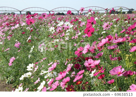 Fukiage Cosmos Field Fukiage Cosmos Field 69638513