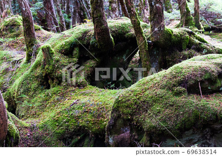 Yatsugatake moss forest around Shirakomaike 69638514