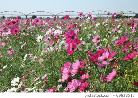 Fukiage Cosmos Field Fukiage Cosmos Field 69638515