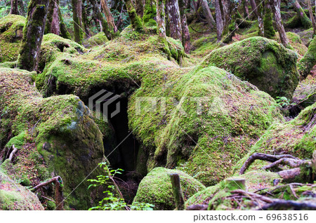Yatsugatake moss forest around Shirakomaike Yatsugatake moss forest around Shirakomaike 69638516