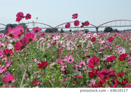 Fukiage Cosmos Field Fukiage Cosmos Field 69638517