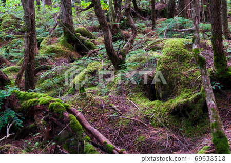 Yatsugatake moss forest around Shirakomaike Yatsugatake moss forest around Shirakomaike 69638518