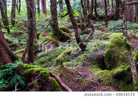 Yatsugatake moss forest around Shirakomaike Yatsugatake moss forest around Shirakomaike 69638519