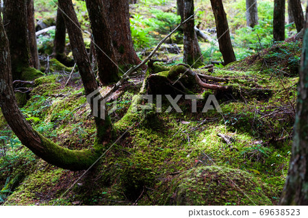 白馬池塘附近的八岳苔林 白馬池塘附近的八岳苔林 69638523