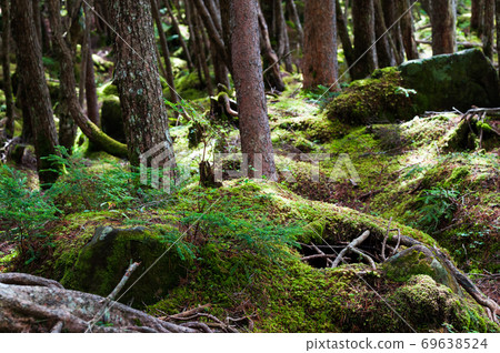 白馬池塘附近的八岳苔林 69638524