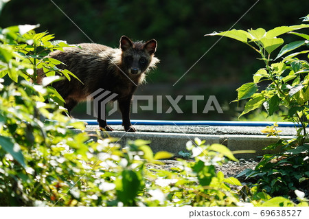 Wild raccoon dogs aiming for food and kittens received by stray cats on a hot day Wild raccoon dogs aiming for food and kittens received by stray cats on a hot day 69638527